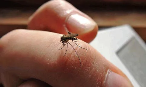 alertan-la-vigencia-del-mosquito-aedes-aegypti