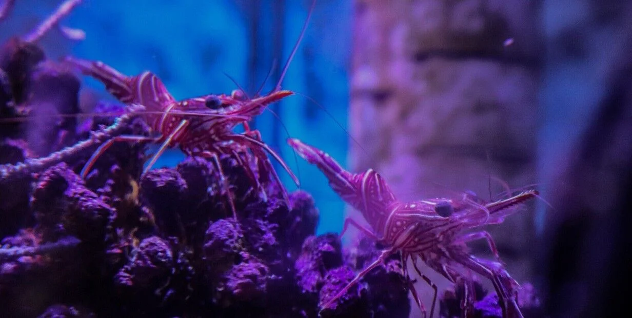 t7nw073id_1256x620__2
